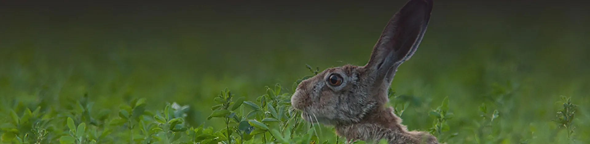 Espèces de petit gibier Espèces de petit gibier