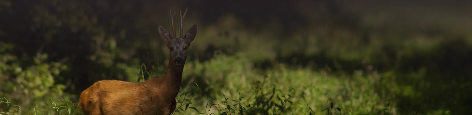 Das Rehwild